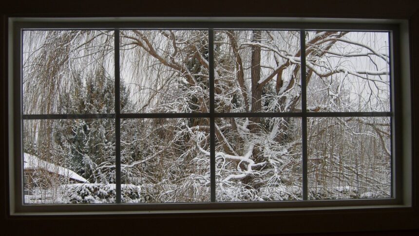 winter trees outside window